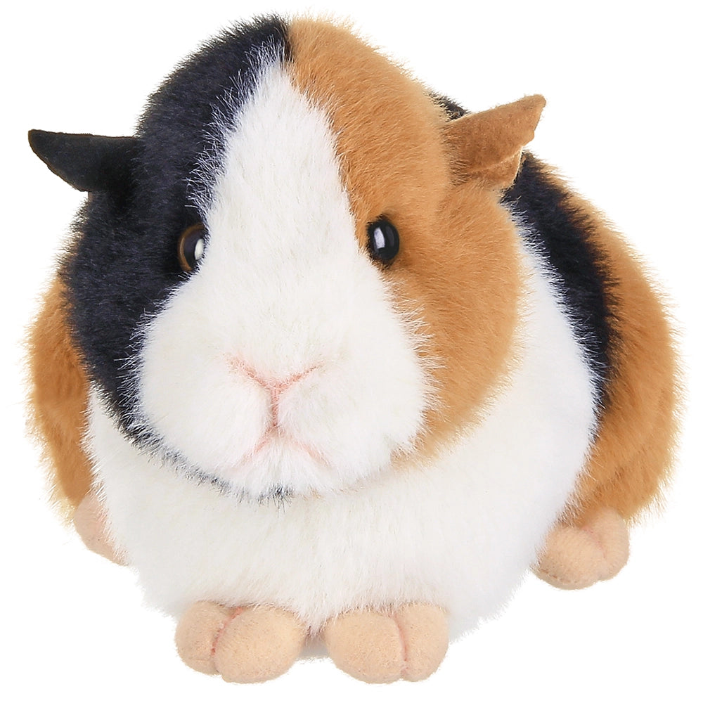 Scooter the Guinea Pig